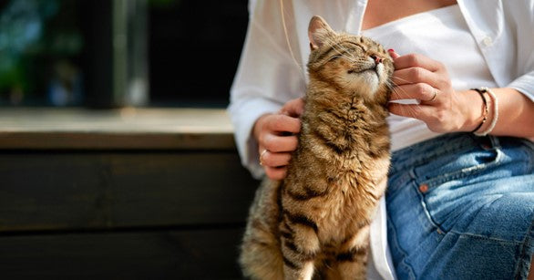 Do Cats Know When Their Humans Are Sad?