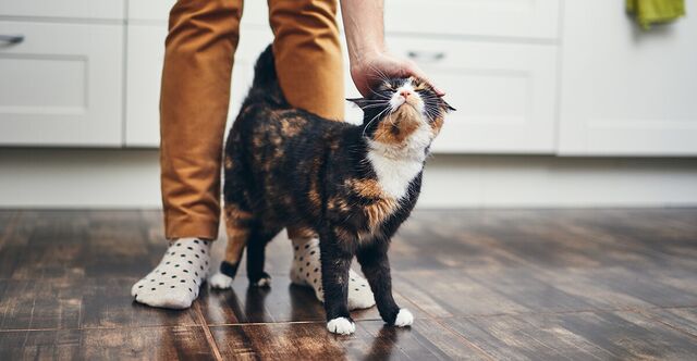 How to Make Your Home Cat Friendly - 6 Ideas!