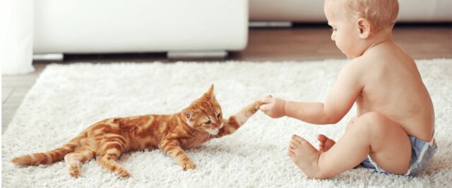 9 Tips When Introducing Cats and Babies