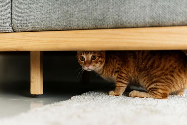 What Does It Mean If My Cat Hides Under the Bed?