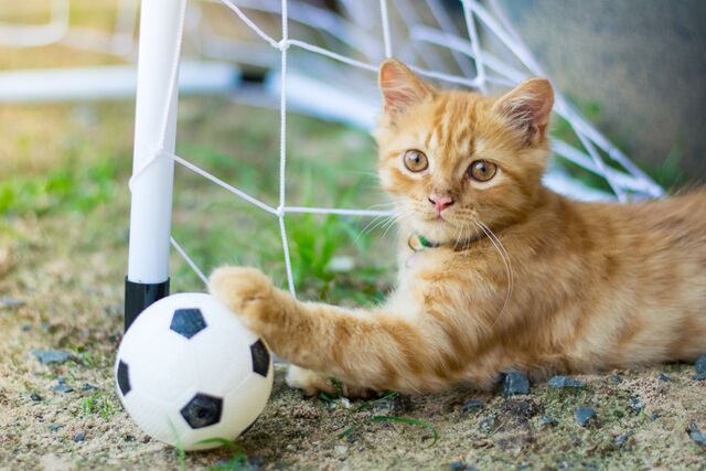 World Cup Cats! 5 Football Cat Stories