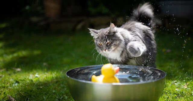 Curious Kitties! Why Do Cats Hate Water?