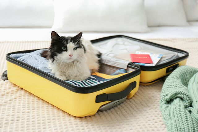 6 Tips For Travelling With Cats