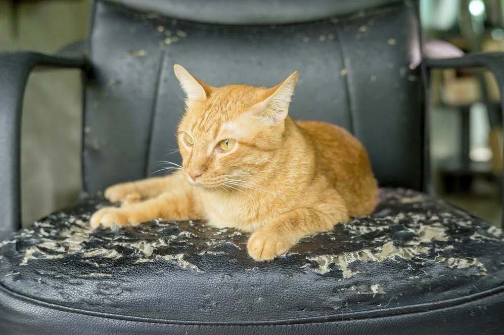 How To Stop Cats From Scratching Your Furniture