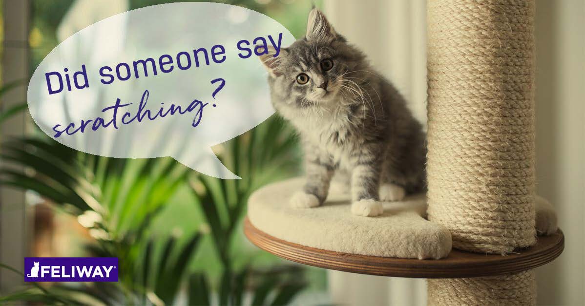 5 Tips to Stop a Kitten From Scratching