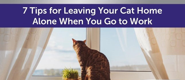 7 Tips for Leaving Your Cat Home Alone When You Go to Work