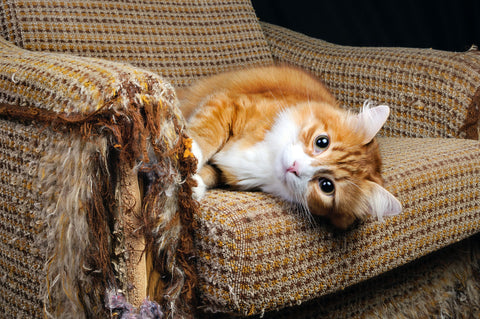 4 Tips To Stop Your Cat Scratching the Furniture